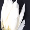 Safawala White Kalgi Feather Set (10 pcs) | Groom Turban Pagdi Wedding Accessory
